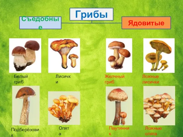 Грибы Съедобные Ядовитые Подберёзовик Опята Белый гриб Лисички Паутинник Ложные опята Ложные лисички Желчный гриб