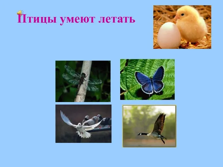 Птицы умеют летать