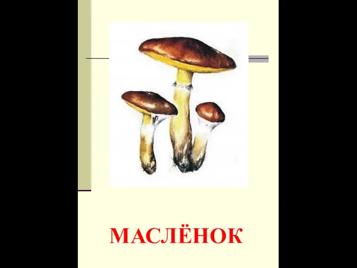 МАСЛЁНОК