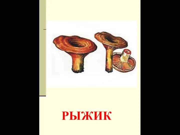 РЫЖИК