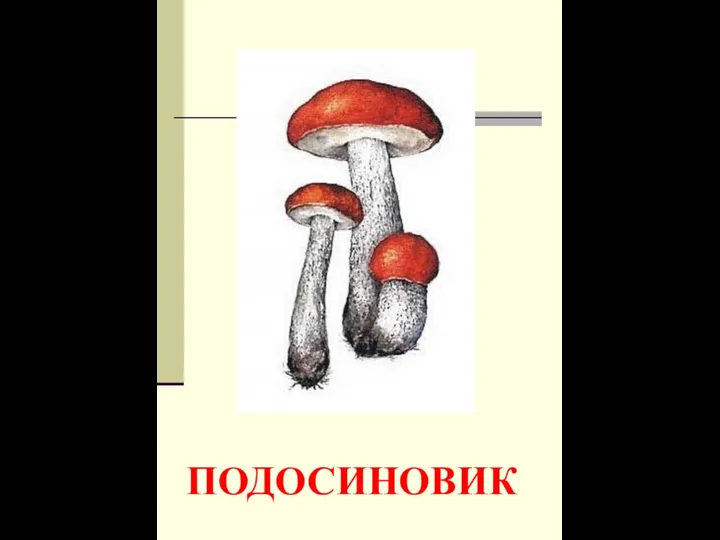 ПОДОСИНОВИК