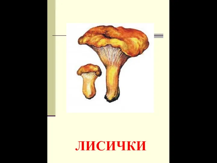 ЛИСИЧКИ