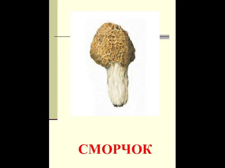 СМОРЧОК