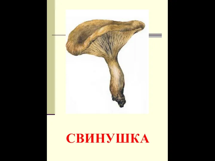 СВИНУШКА