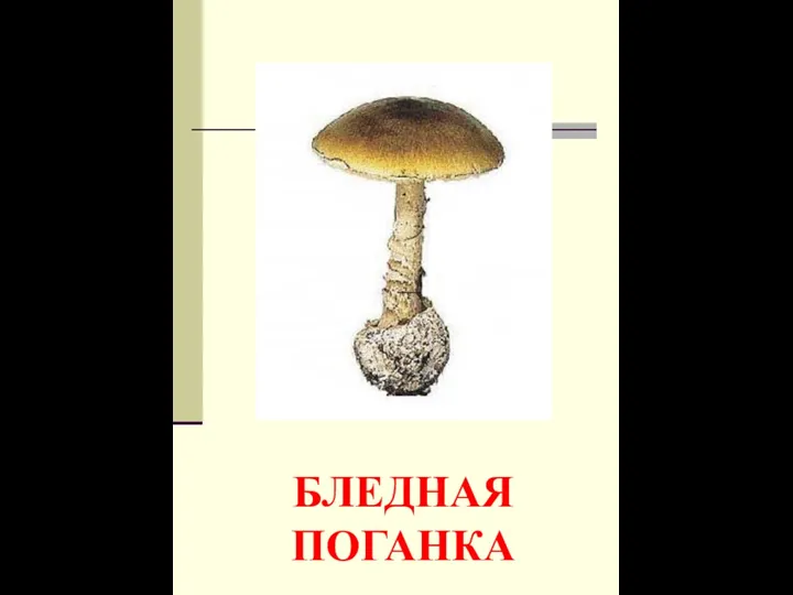 БЛЕДНАЯ ПОГАНКА