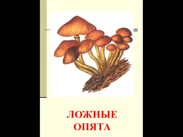 ЛОЖНЫЕ ОПЯТА