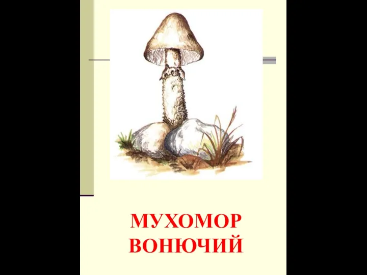 МУХОМОР ВОНЮЧИЙ