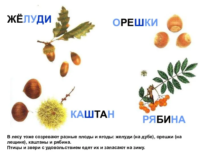 В лесу тоже созревают разные плоды и ягоды: желуди (на