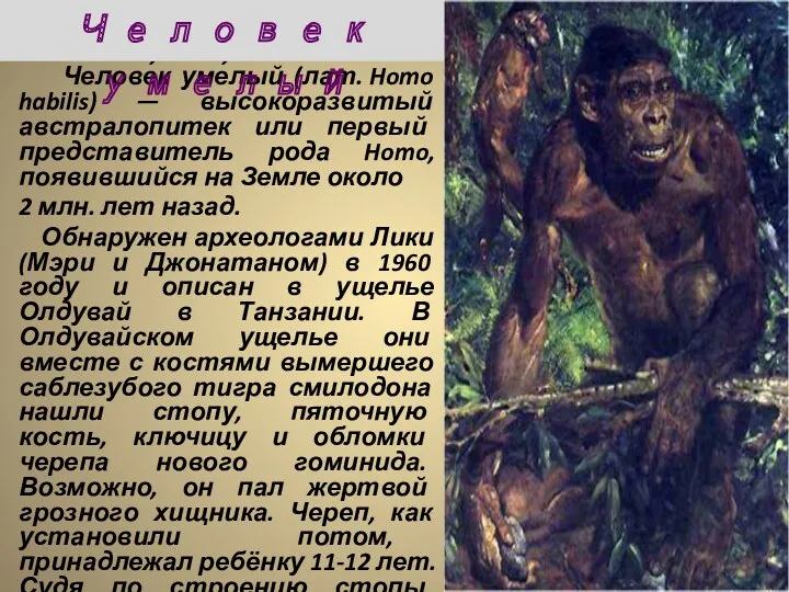 Челове́к уме́лый (лат. Homo habilis) — высокоразвитый австралопитек или первый представитель рода Homo,