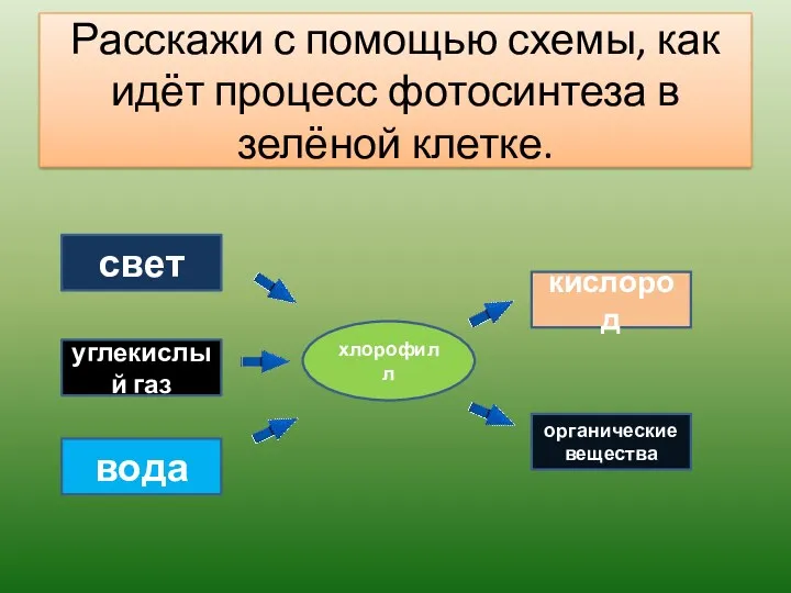 Расскажи с помощью схемы, как идёт процесс фотосинтеза в зелёной