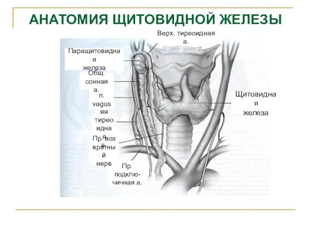 АНАТОМИЯ ЩИТОВИДНОЙ ЖЕЛЕЗЫ Щитовидная железа Пр. подклю- чичная а. Пр.