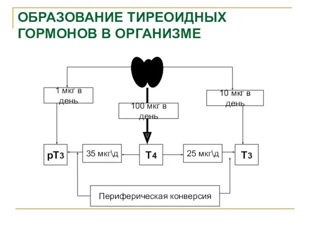 ОБРАЗОВАНИЕ ТИРЕОИДНЫХ ГОРМОНОВ В ОРГАНИЗМЕ 1 мкг в день 100