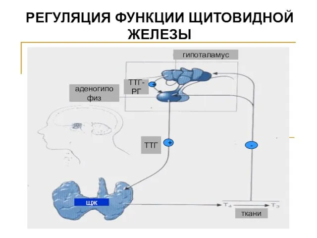 РЕГУЛЯЦИЯ ФУНКЦИИ ЩИТОВИДНОЙ ЖЕЛЕЗЫ ТТГ аденогипофиз ТТГ-РГ гипоталамус ткани + - + щж