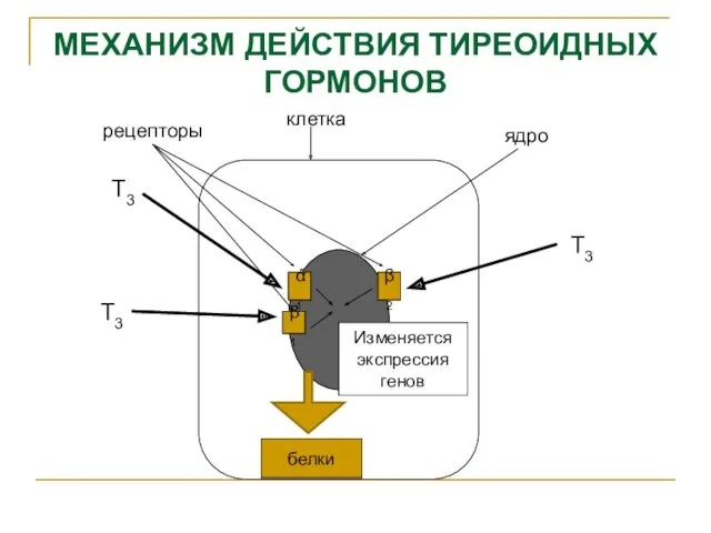 МЕХАНИЗМ ДЕЙСТВИЯ ТИРЕОИДНЫХ ГОРМОНОВ Т3 Т3 ά1 β1 β2 Т3