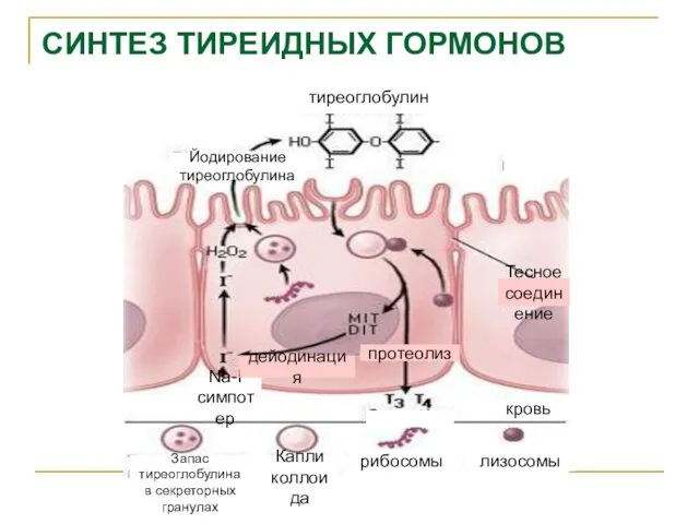 СИНТЕЗ ТИРЕИДНЫХ ГОРМОНОВ тиреоглобулин Йодирование тиреоглобулина Na-I симпотер дейодинация протеолиз