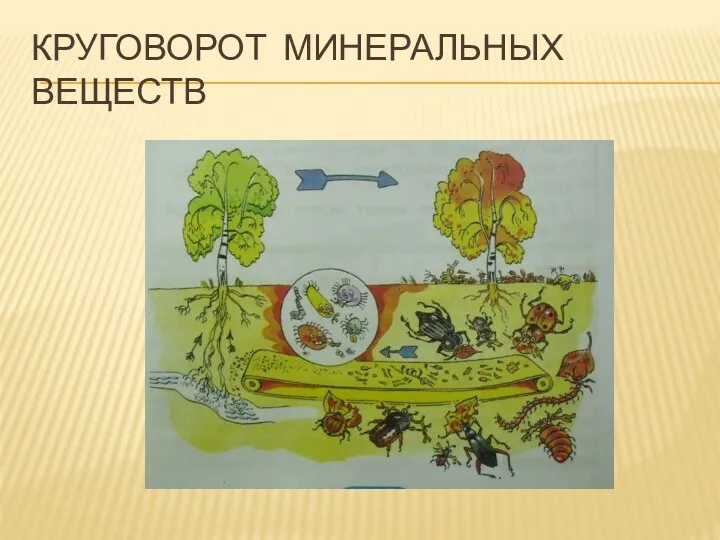 Круговорот минеральных веществ