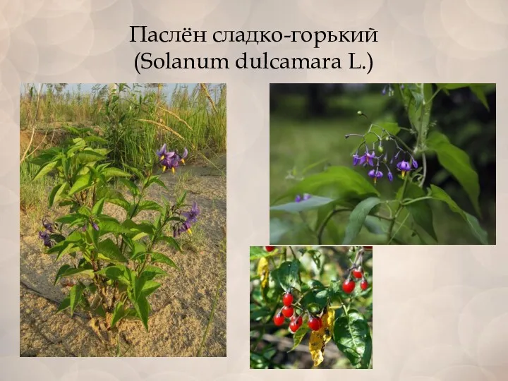 Паслён сладко-горький (Solanum dulcamara L.)