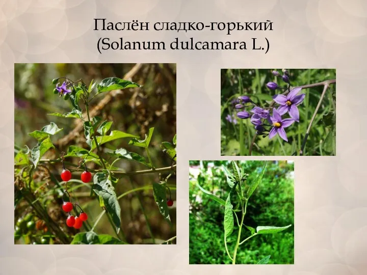 Паслён сладко-горький (Solanum dulcamara L.)