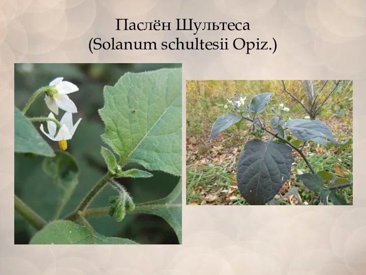 Паслён Шультеса (Solanum schultesii Opiz.)