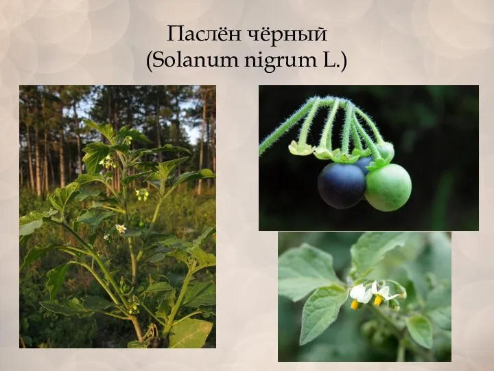 Паслён чёрный (Solanum nigrum L.)