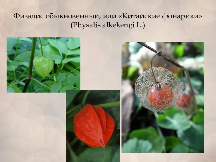 Физалис обыкновенный, или «Китайские фонарики» (Physalis alkekengi L.)