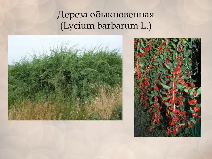 Дереза обыкновенная (Lycium barbarum L.)