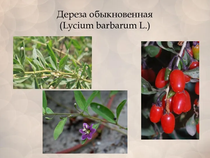 Дереза обыкновенная (Lycium barbarum L.)