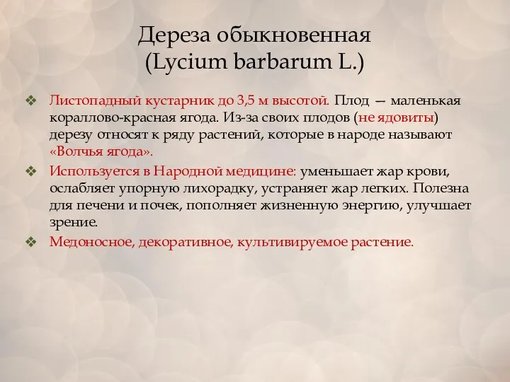 Дереза обыкновенная (Lycium barbarum L.) Листопадный кустарник до 3,5 м