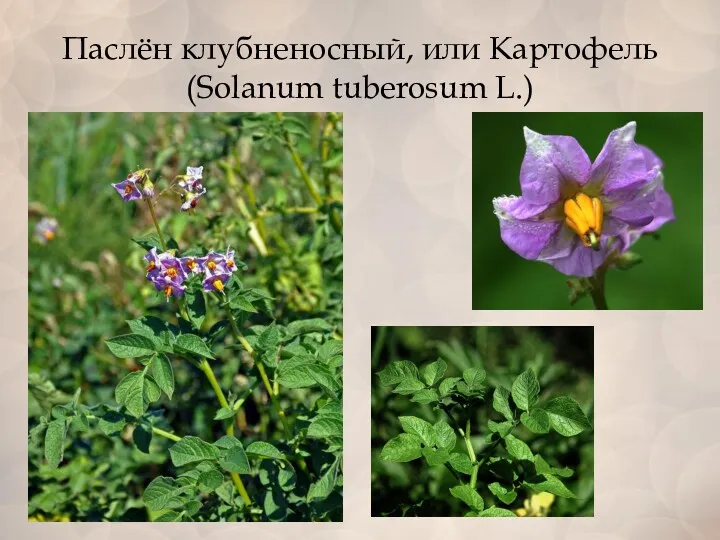 Паслён клубненосный, или Картофель (Solanum tuberosum L.)