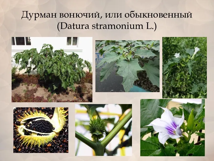 Дурман вонючий, или обыкновенный (Datura stramonium L.)