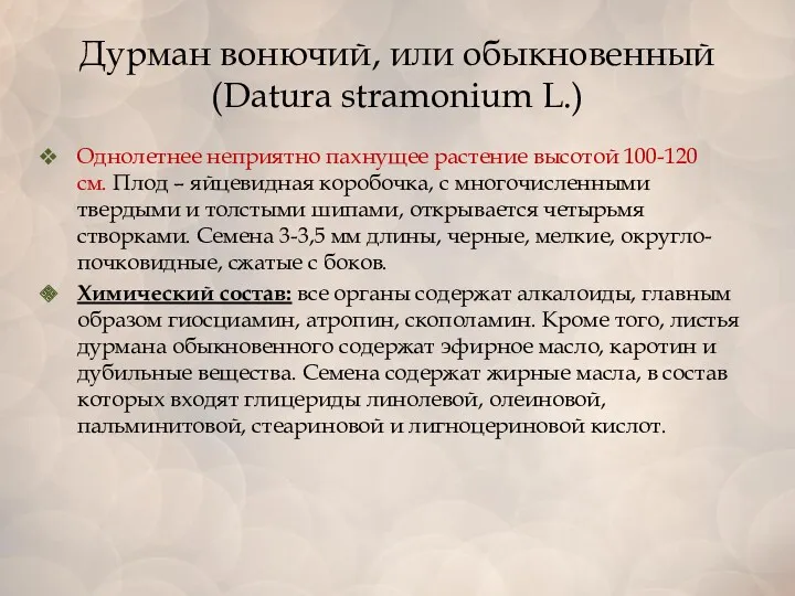 Дурман вонючий, или обыкновенный (Datura stramonium L.) Однолетнее неприятно пахнущее