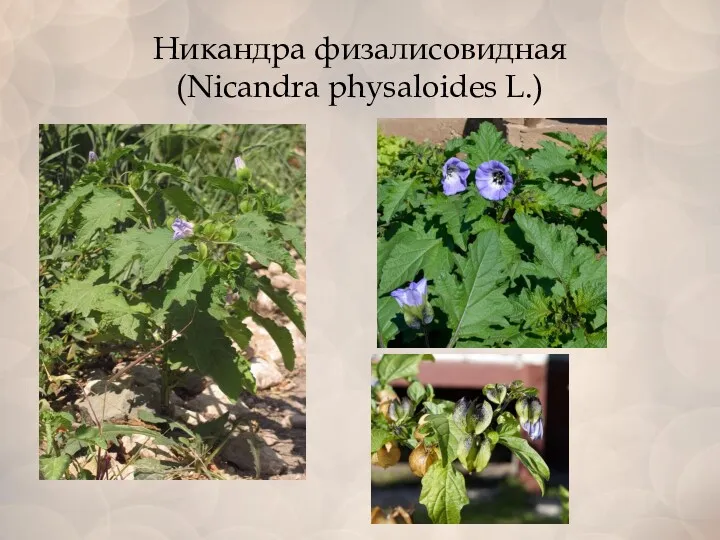Никандра физалисовидная (Nicandra physaloides L.)