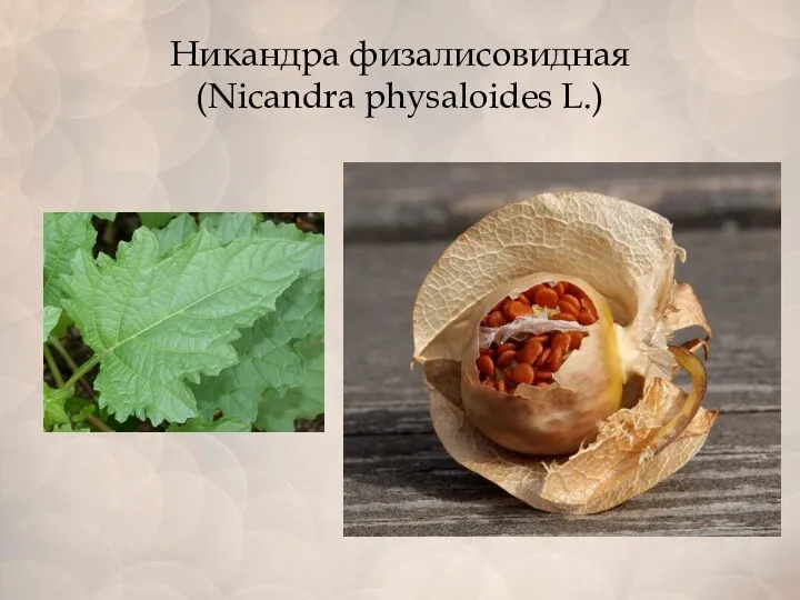 Никандра физалисовидная (Nicandra physaloides L.)