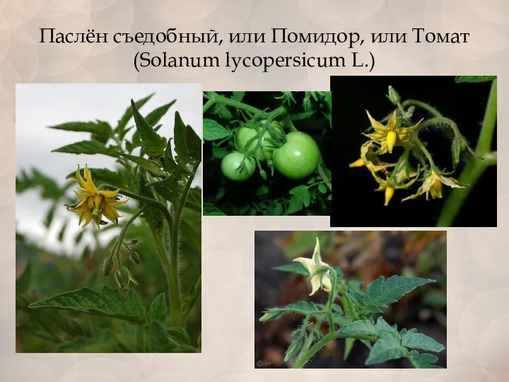 Паслён съедобный, или Помидор, или Томат (Solanum lycopersicum L.)