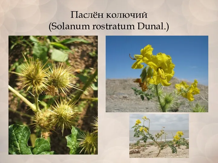Паслён колючий (Solanum rostratum Dunal.)
