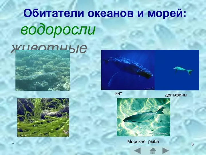 * Обитатели океанов и морей: водоросли животные кит дельфины Морская рыба