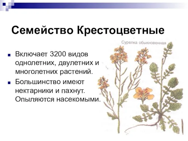 Семейство Крестоцветные Включает 3200 видов однолетних, двулетних и многолетних растений.