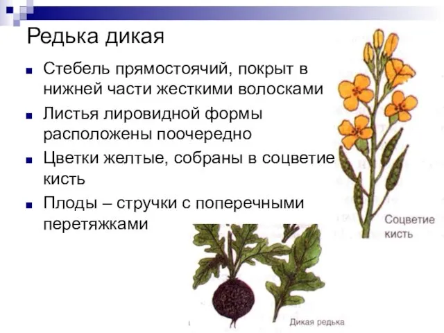 Редька дикая Стебель прямостоячий, покрыт в нижней части жесткими волосками