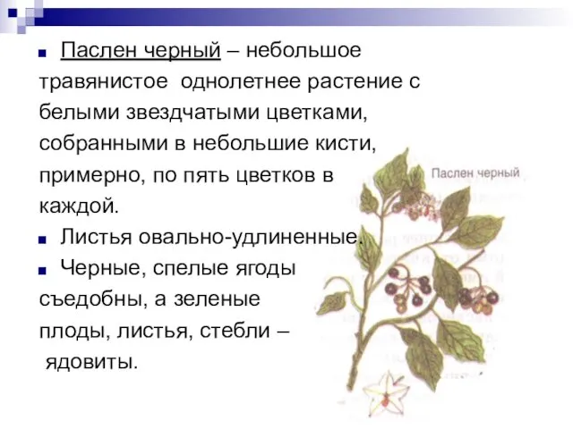 Паслен черный – небольшое травянистое однолетнее растение с белыми звездчатыми