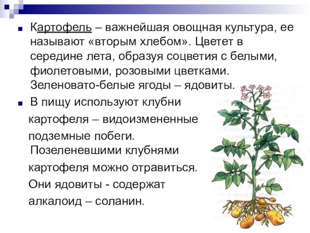 Картофель – важнейшая овощная культура, ее называют «вторым хлебом». Цветет