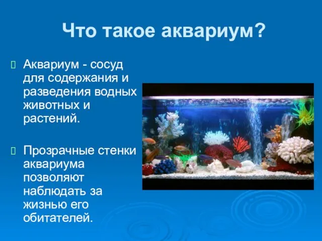 Что такое аквариум? Аквариум - сосуд для содержания и разведения