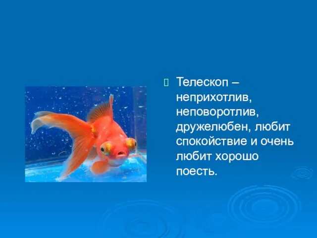 Телескоп – неприхотлив, неповоротлив, дружелюбен, любит спокойствие и очень любит хорошо поесть.