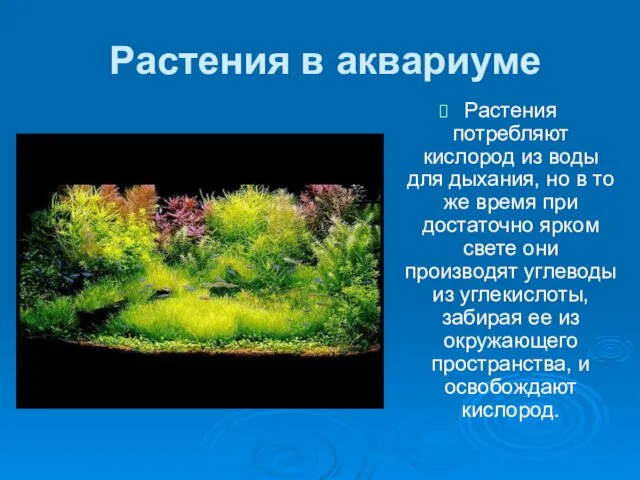 Растения в аквариуме Растения потребляют кислород из воды для дыхания,