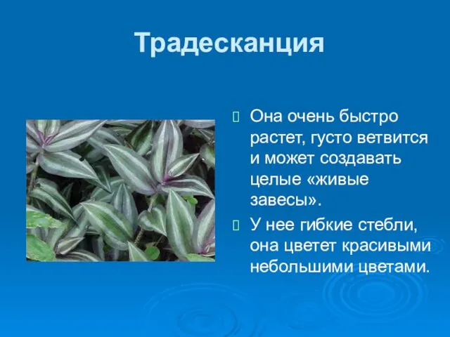 Традесканция Она очень быстро растет, густо ветвится и может создавать