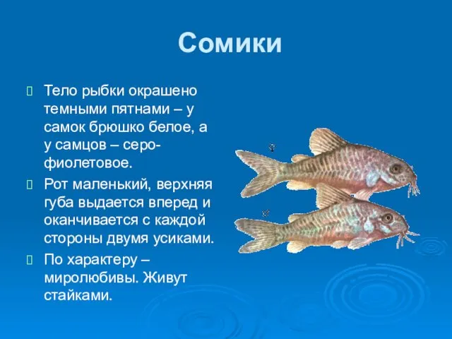 Сомики Тело рыбки окрашено темными пятнами – у самок брюшко