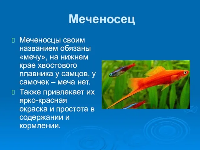 Меченосец Меченосцы своим названием обязаны «мечу», на нижнем крае хвостового