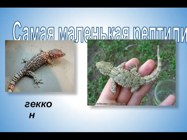 Самая маленькая рептилия геккон