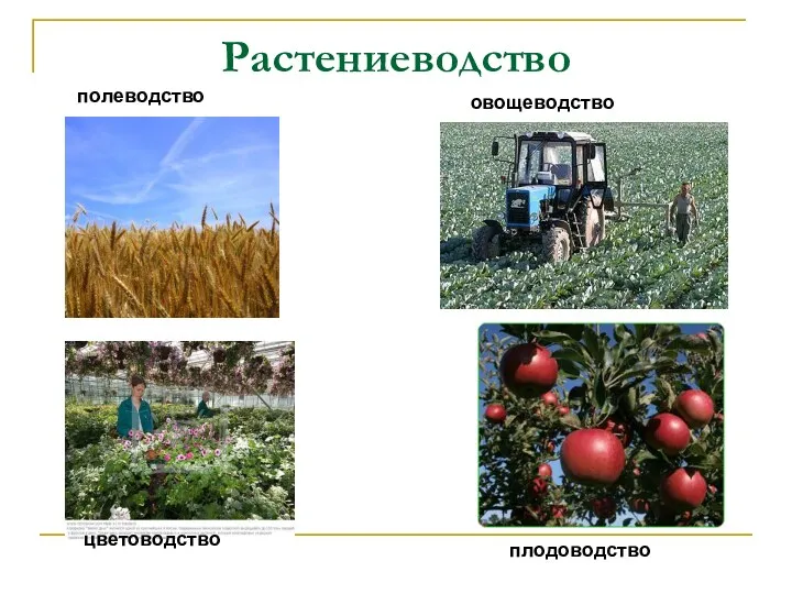 Растениеводство полеводство овощеводство цветоводство плодоводство