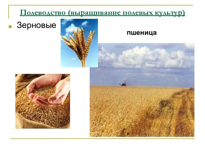 Полеводство (выращивание полевых культур) Зерновые пшеница