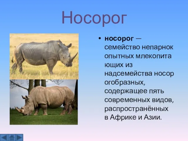 Носорог носорог — семейство непарнокопытных млекопитающих из надсемейства носорогобразных, содержащее